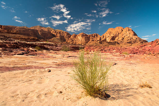 Sinai desert landscape Egypt Sinai desert view  Rocky hills Blue sky mt sinai stock pictures, royalty-free photos & images