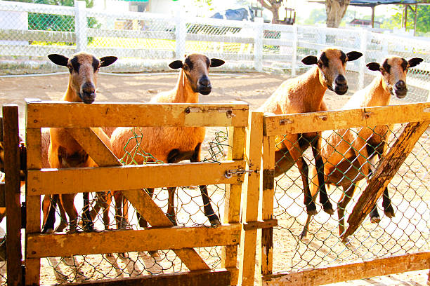 A herd of goats on a farm. Livestock in the pasture