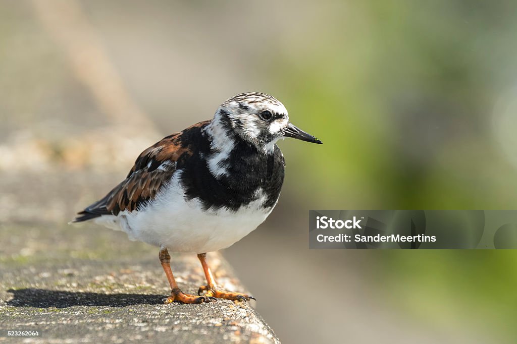 Rubby turnstone Ruddy turnstone wading bird, Arenaria interpres, foraging in between the rocks at the shore. These birds live in flocks at shore and are migratory. Bird Stock Photo