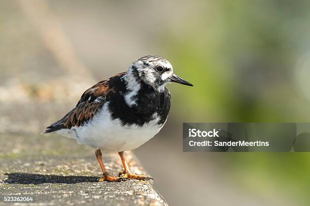 Rubby Turnstone Stock Photo - Download Image Now - Bird, Charadriiformes, Close-up