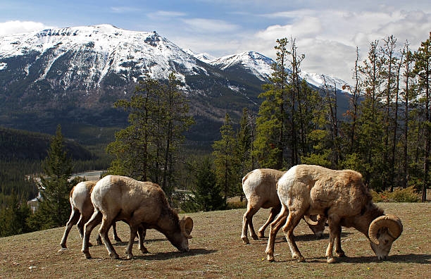 istock Rams of Bighorn Sheep Herd 523262092