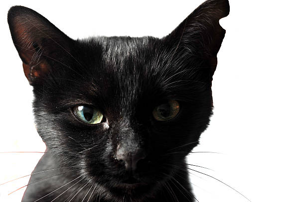 Black female cat on white background in studio stock photo