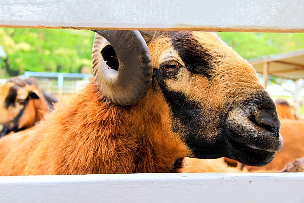istock Shocking moment on Barbado Blackbelly Sheep 523262263