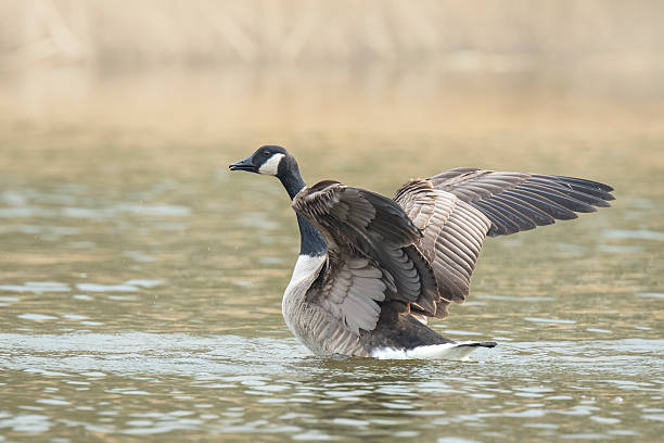 istock Canadian goose washing 523262320