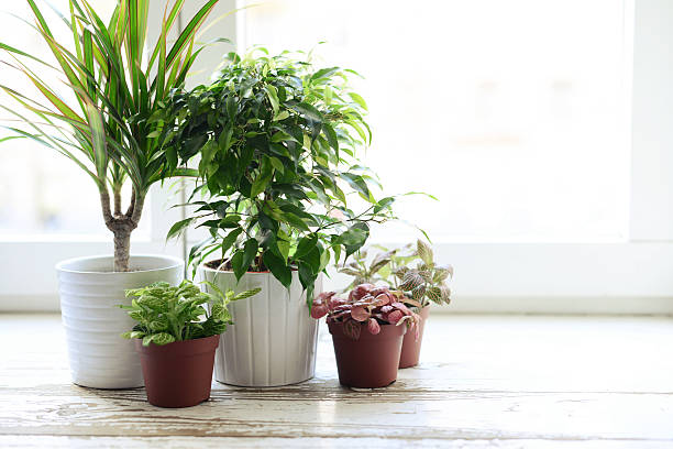 flowers in a pot on a window sill at the window