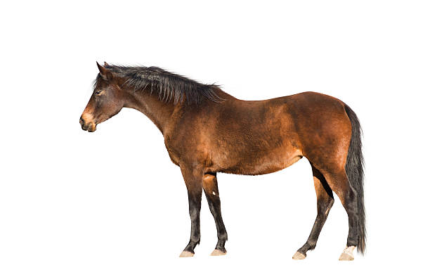 istock Brown warmblood horse, exterior, isolated 523262421