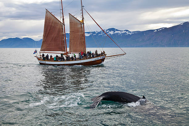 Húsavík, Iceland Húsavík, Iceland - August 30, 2014: Historical two masted whale watching boat close to Húsavík (Húsavík is famous for whale watching tours in the northern fjords of Iceland). The dipping humpback whale in front fascinates the whale watchers in the opposite boat. iceland whale stock pictures, royalty-free photos & images