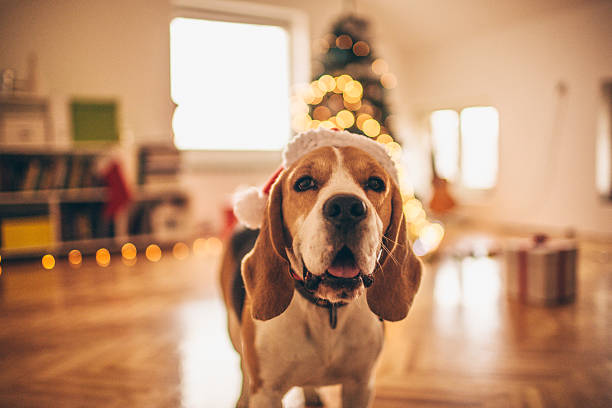 istock It's the Most Jolliest Time 523262845