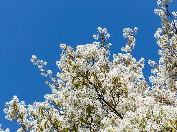 alberi europea in primavera-fiori di amelanchier - sarvis foto e immagini stock