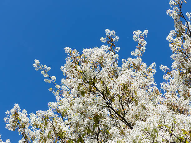 ヨーロッパの木の花で春の ザイフリボク属 - sarvis ストックフォトと画像