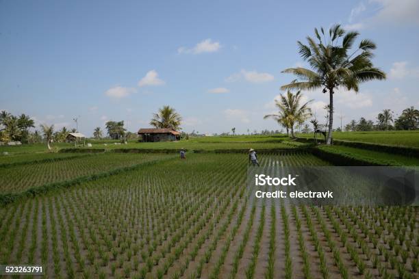 Balinese Farmer Stock Photo - Download Image Now - Adult, Adults Only, Agricultural Field