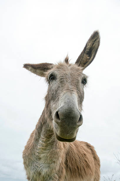 cabezal de burro - mulish fotografías e imágenes de stock