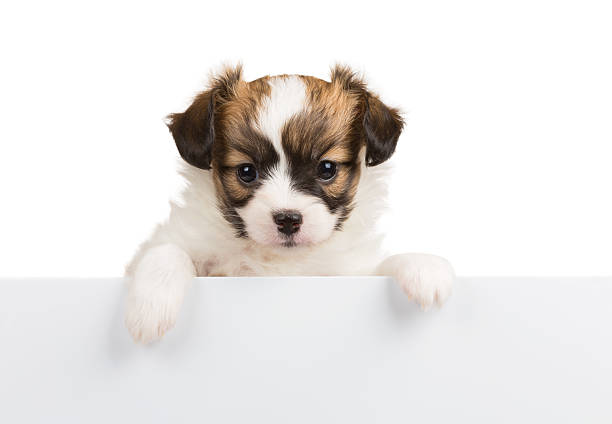 istock Papillon puppy on white background 523264019