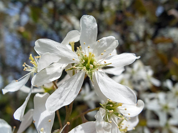 alberi europea in primavera-fiori di amelanchier - sarvis foto e immagini stock