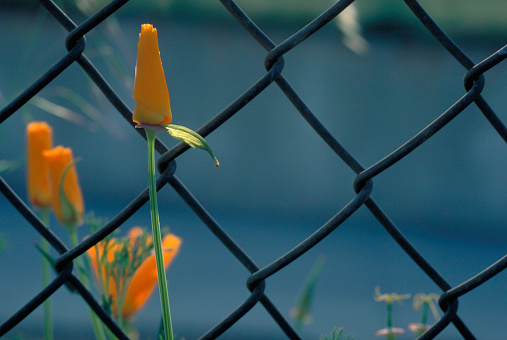 A close-up of a chain link fence and a California Poppy Flower.