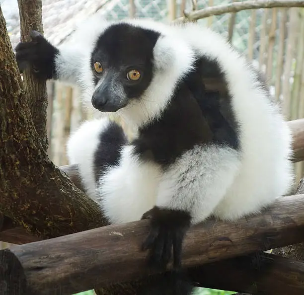 Photo of ruffed lemur