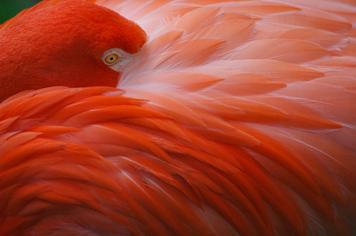 A red flamingo with its head tucked under its wing resting.