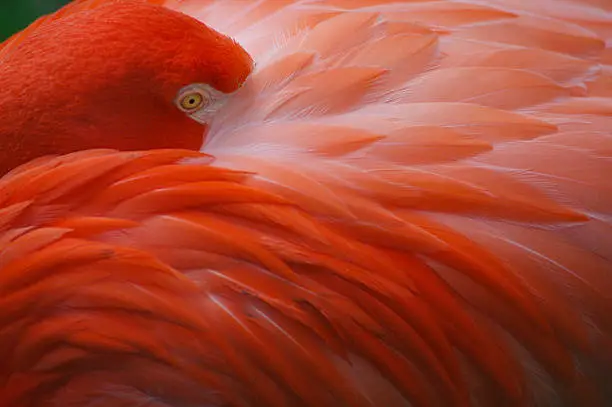 Photo of Pink Flamingo