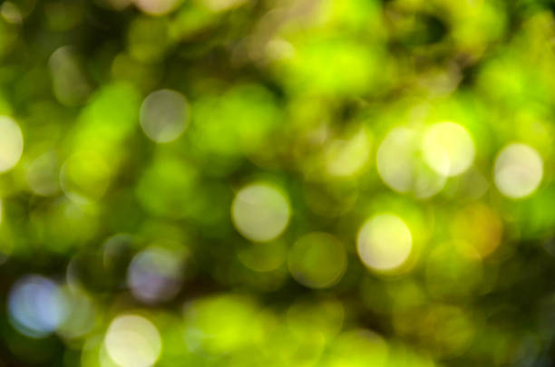 istock Beautiful green bokeh background. 523265691