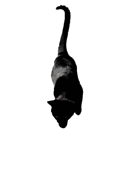 Black female cat on white background in studio stock photo