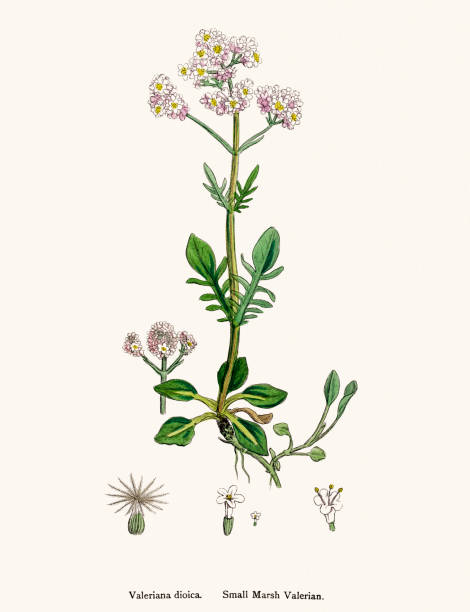Valerian plant scientific illustration Digitally restored image of an original antique illustration by Sowerby published in 1860s in The English Botany. taxonomy stock illustrations