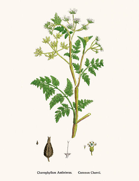 ilustrações, clipart, desenhos animados e ícones de cerefólio planta científico ilustração - cerefólio