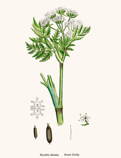 Sweet Cicely plant scientific illustration Digitally restored image of an original antique illustration by Sowerby published in 1860s in The English Botany. taxonomy stock illustrations