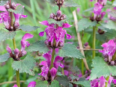 European wildflowers: Blossom of a red deadnettle - lamium purpureum. Also known as purple deadnettle. This plant belongs to the family of the Lamiaceae. Selective focus on the blossom in the center. Blurred background. German: Rote Taubnessel