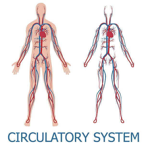 illustrations, cliparts, dessins animés et icônes de système sanguin humain - human vein