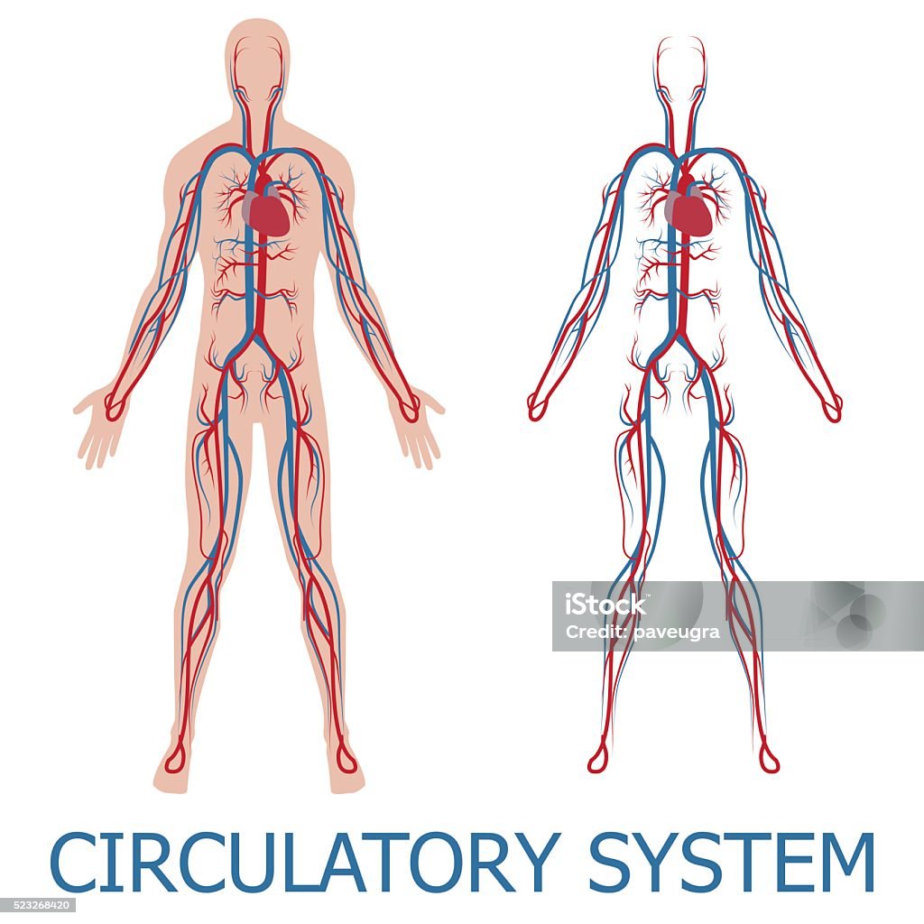 human circulatory system human circulatory system. vector illustration of blood circulation in human body The Human Body stock vector
