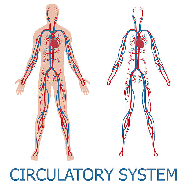 human circulatory system human circulatory system. vector illustration of blood circulation in human body cardiovascular system stock illustrations