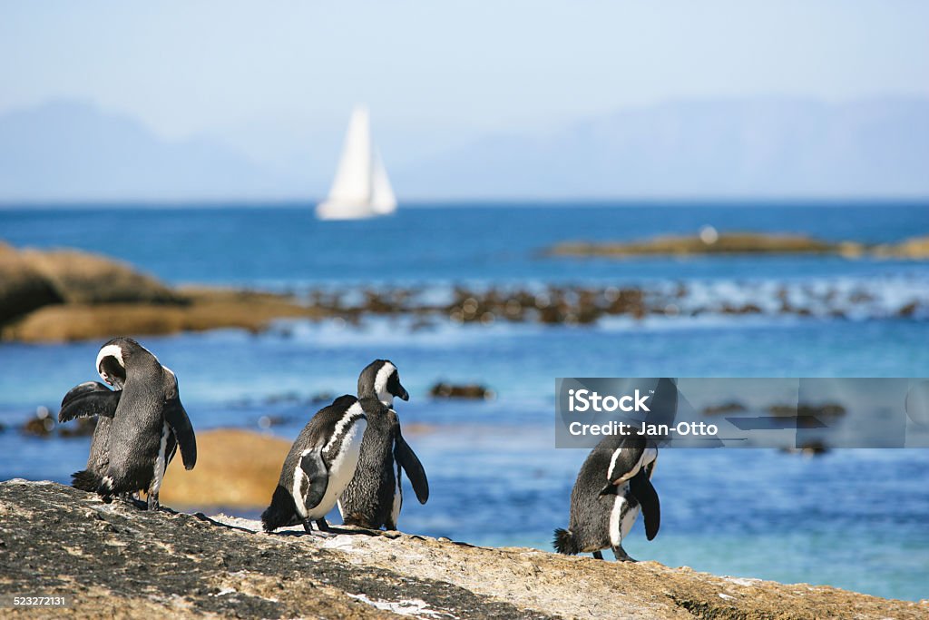 Penguins in Simon's town, Südafrika - Lizenzfrei Afrika Stock-Foto