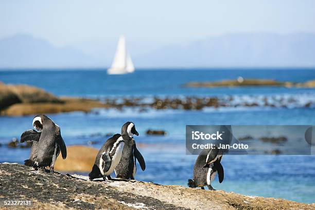 Penguins In Simons Town Südafrika Stockfoto und mehr Bilder von Afrika - Afrika, Atlantik, Berg