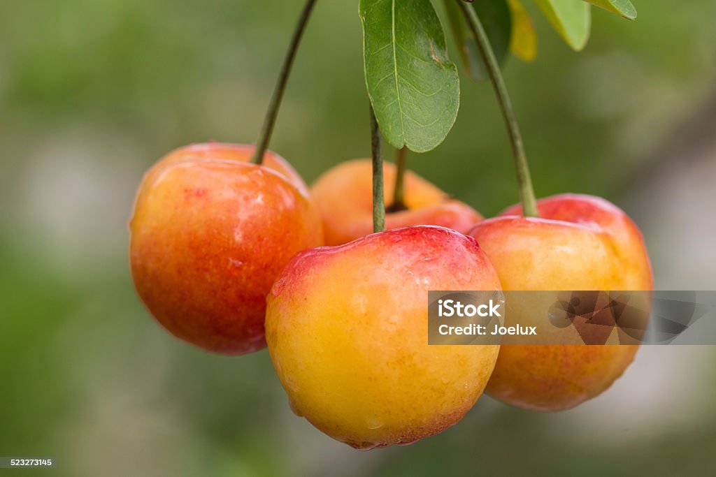 Cherry Basket Stock Photo