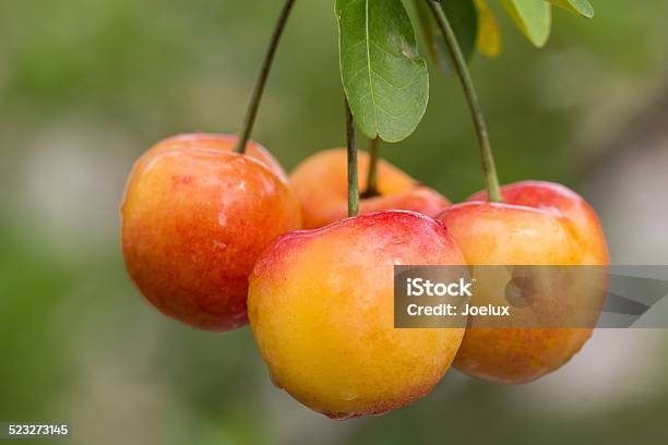 Cherry Stock Photo - Download Image Now - Basket, Cherry, Close-up