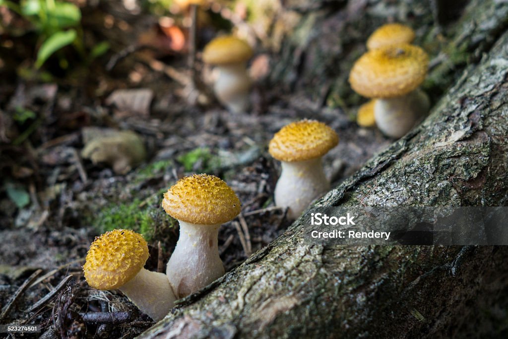 yellow honey fungus mushroom yellow honey fungus (Armillaria lutea) Edible Mushroom Stock Photo