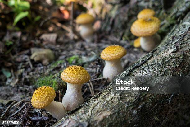 Yellow Honey Fungus Stock Photo - Download Image Now - Edible Mushroom, Food, Forest