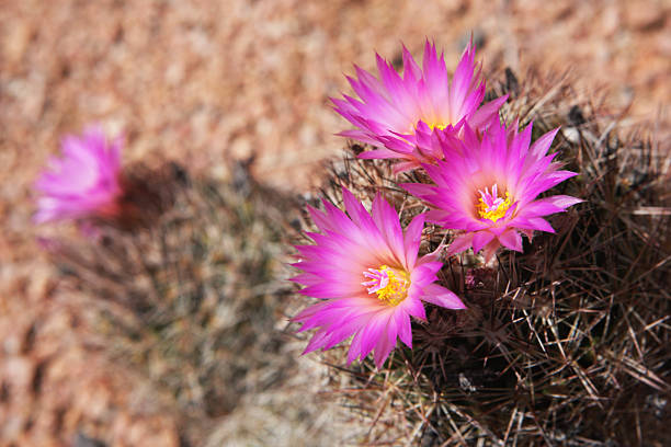 pincushion cactus flower blossom - sonoran desert cactus flower head southwest usa stock-fotos und bilder