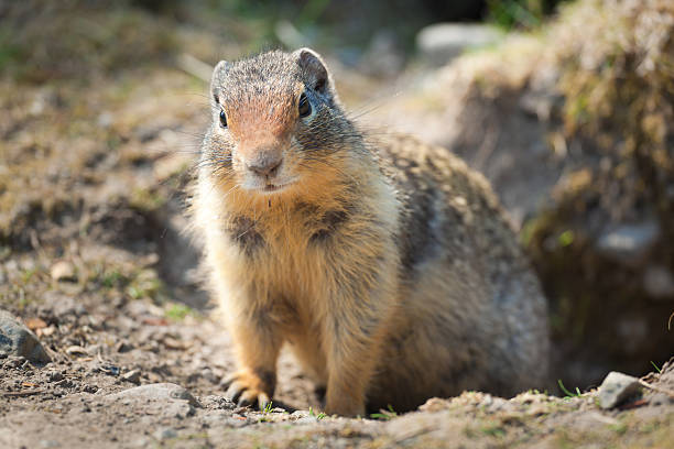 istock North American Gopher Standing Guard by Ground Burrow Animal Home 523276375