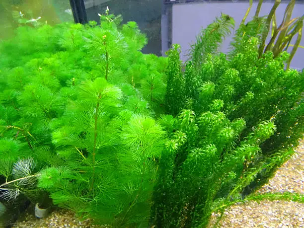 Photo showing lush green aquarium plants with fluffy, feathery green leaves.  These particular plants are known as Carolina Fanwort (Cabomba) and Canadian pondweed / pond weed (Elodea canadensis).  The plants are a popular addition to freshwater fish tanks with live plants, rather than fake plastic plants.