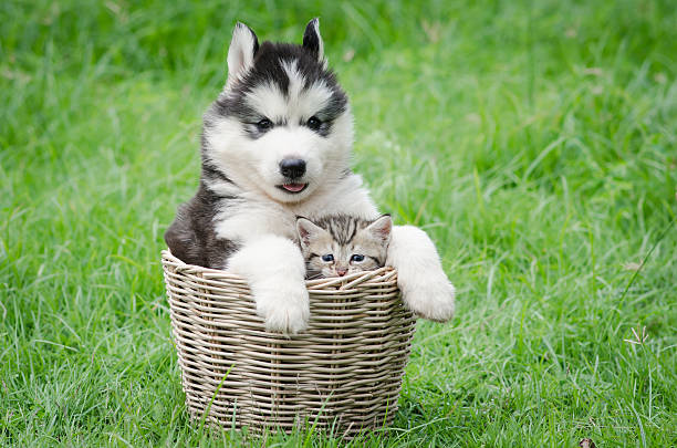 istock Cute puppy and kitten in basket 523276525