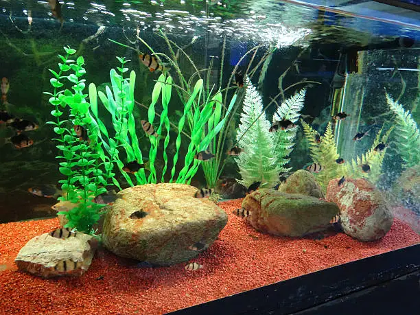 Photo of Tropical aquarium fish tank image, plastic plants, gravel, tiger barbs