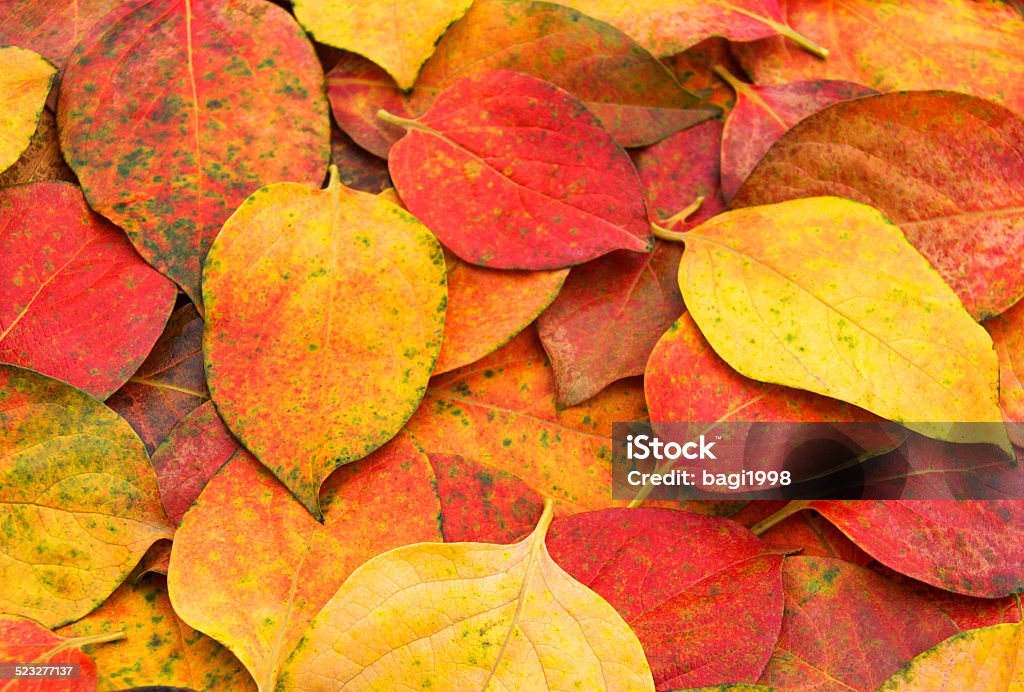 Autumn Leaves Background Leaf background Autumn Stock Photo