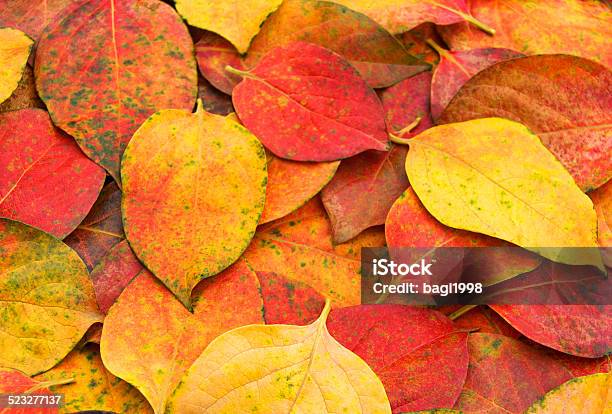 Autumn Leaves Background Stock Photo - Download Image Now - Autumn, Backgrounds, Color Image