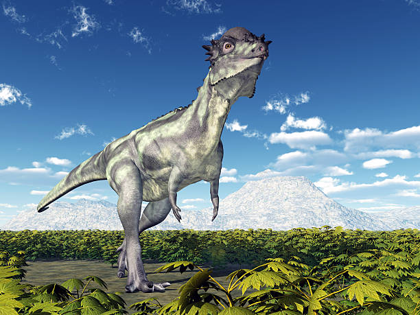 Dinosaur Pachycephalosaurus Computer generated 3D illustration with the Dinosaur Pachycephalosaurus pachycephalosaurus stock pictures, royalty-free photos & images