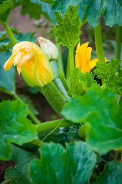 A Close Up View of a Zucchini Plant with Blossoms