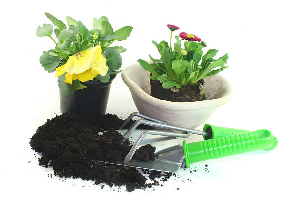 istock Gardening with spring flowers 523279141