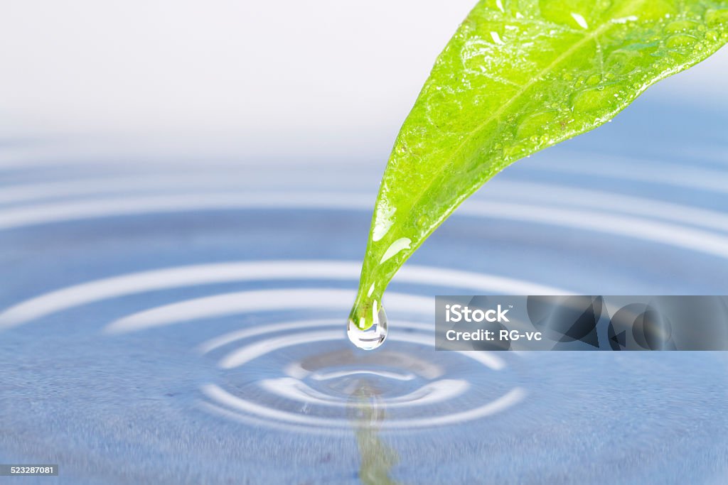 Green leaf with water ripple Water drop and green leaf Backgrounds Stock Photo