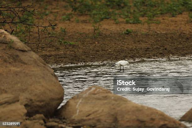 Little Egret Stock Photo - Download Image Now - Animal Wildlife, Animals Hunting, Animals In The Wild