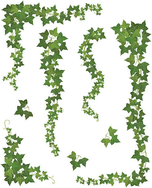 Vector illustration of Hanging branches of ivy. Set